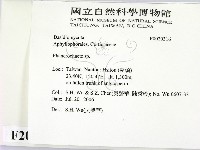 顯絲菌屬藏品圖，第2張