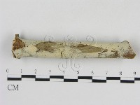 冇骨消絲齒菌藏品圖，第1張