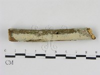 冇骨消絲齒菌藏品圖，第3張