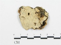登錄號:F0020321藏品圖，第1張