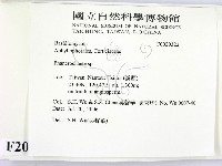 顯絲菌屬藏品圖，第2張