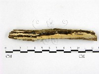 顯絲菌屬藏品圖，第1張