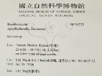 韌革菌屬藏品圖，第2張