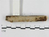 刺皮菌屬藏品圖，第1張