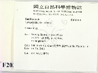 地星屬藏品圖，第2張
