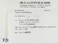刺皮菌屬藏品圖，第2張