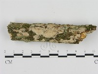 刺皮菌屬藏品圖，第1張