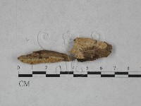 登錄號:F0020335藏品圖，第1張
