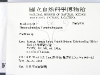 木層孔菌屬藏品圖，第2張
