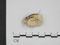 登錄號:F0020339藏品圖，第3張