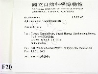 假芝屬藏品圖，第2張