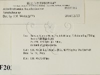 容氏菌屬藏品圖，第2張