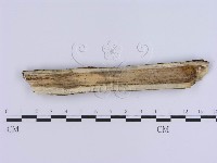 登錄號:F0020346藏品圖，第3張