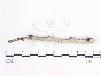 登錄號:F0020352藏品圖，第1張
