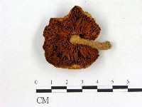 登錄號:F0020355藏品圖，第3張