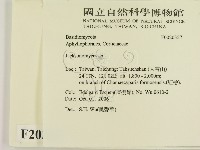 傑克菌屬藏品圖，第2張