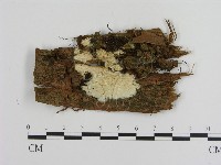 傑克菌屬藏品圖，第1張