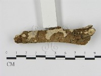 刺皮菌屬藏品圖，第3張