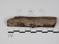 登錄號:F0020368藏品圖，第1張