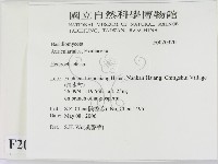 刺皮菌屬藏品圖，第2張