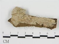 刺皮菌屬藏品圖，第1張