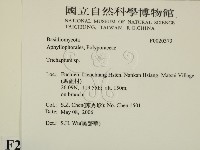 附毛菌屬藏品圖，第2張