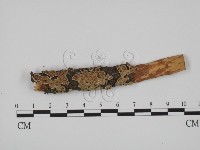 附毛菌屬藏品圖，第1張