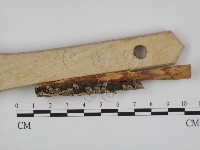 附毛菌屬藏品圖，第3張