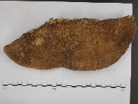 登錄號:F0020375藏品圖，第1張