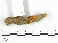 登錄號:F0020381藏品圖，第1張