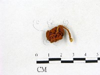 登錄號:F0020383藏品圖，第1張