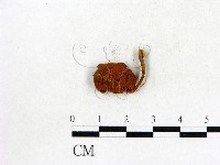 登錄號:F0020383藏品圖，第3張