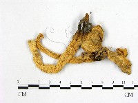登錄號:F0020386藏品圖，第3張