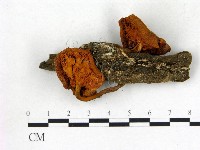 登錄號:F0020387藏品圖，第3張
