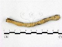 登錄號:F0020388藏品圖，第1張