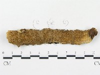 蠟孔菌屬藏品圖，第1張