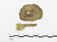 傘菌屬藏品圖，第1張