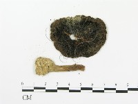傘菌屬藏品圖，第3張