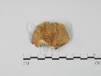 登錄號:F0020399藏品圖，第1張