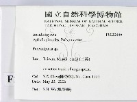 多年臥孔菌屬藏品圖，第2張