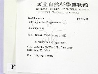 多年臥孔菌屬藏品圖，第2張