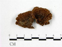 多年臥孔菌屬藏品圖，第1張