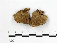 多年臥孔菌屬藏品圖，第3張