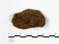多年臥孔菌屬藏品圖，第3張