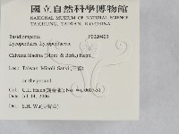 紫色禿馬勃藏品圖，第2張