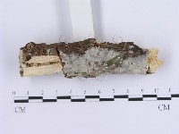 登錄號:F0020404藏品圖，第3張