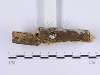 登錄號:F0020404藏品圖，第5張