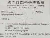 韌革菌屬藏品圖，第2張