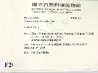 木耳屬藏品圖，第2張