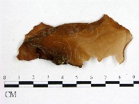 木耳屬藏品圖，第1張